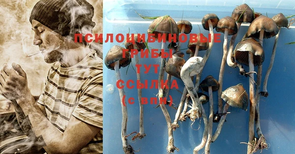прущие грибы Баксан