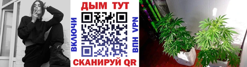 Купить где  Светлый  МАРИХУАНА MAZAR 